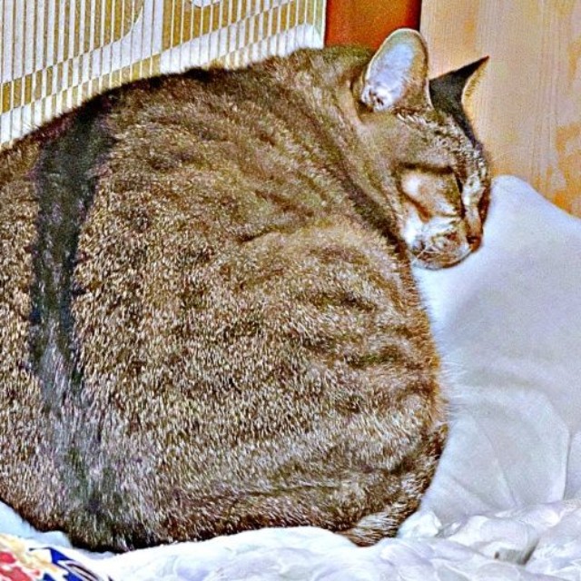 丸い背中がかわいすぎる！ すやすや眠るさくらちゃん（画像提供：どっちさん）