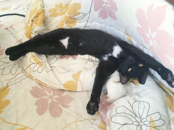 「自慢の白ビキニ」（へそ天にゃんこ/三笠書房）