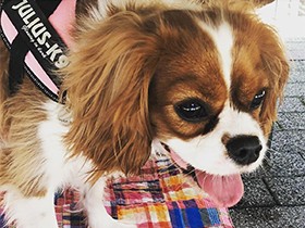 カラスも風に舞う葉も好き　キャバリアの「マカロン」