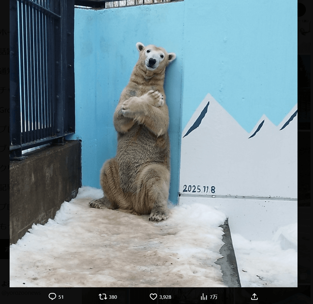 釧路市動物園の公式X（@kushirozoo）より