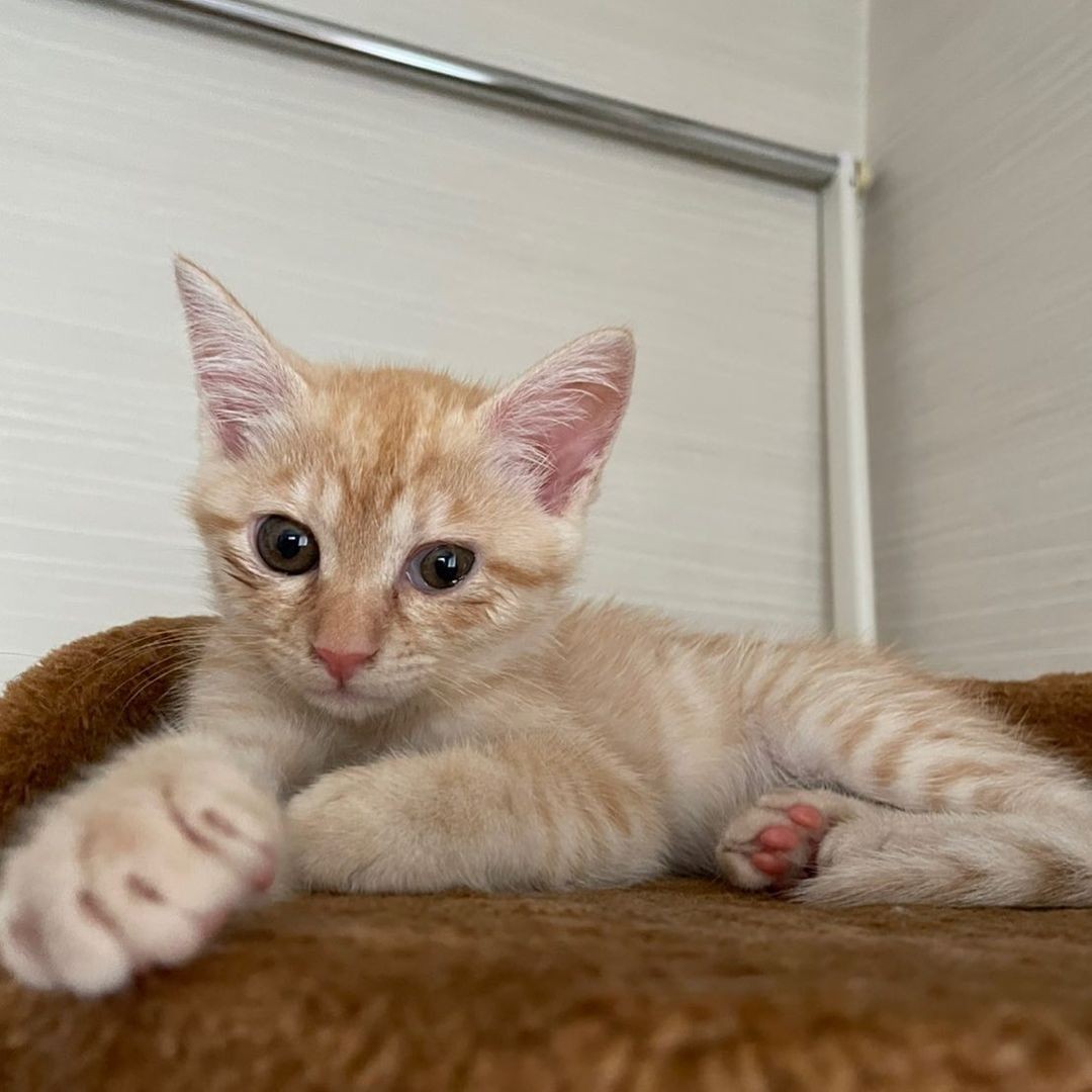 これは縁起がいい！」たった1匹で見つかった生後1週間の子猫は