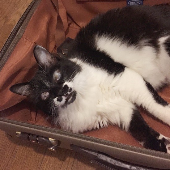 出張で家を空けるときはペットシッターさんにお世話をお願いしていた。スーツケースが登場すると邪魔しに来るようになっためめちゃん（そらみずほさん提供）