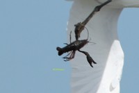 アメリカザリガニにガッチリと脚をつかまれている／エタさん（@1373Tugumi）提供