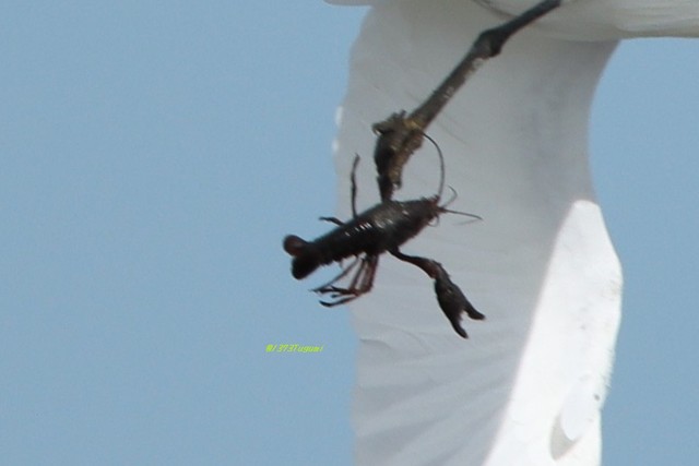 アメリカザリガニにガッチリと脚をつかまれている／エタさん（@1373Tugumi）提供