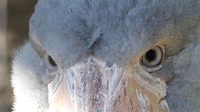 ハシビロコウの目に注目（動画よりキャプチャ／提供：（公財）東京動物園協会）