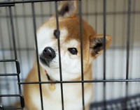 保護当時のしじみ