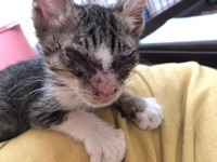 保護当時、ガリガリにやせていて、目は閉じ、鼻はぐじゅぐじゅだった