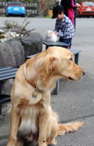 盲導犬として訓練を受けてきたので、おとなしい