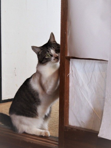 元気がなくなったはなのことが気になるキュー太くん