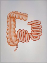 「小腸」のデジタルイラストが完成！（画像提供：だーいしさん　※動画よりキャプチャ）