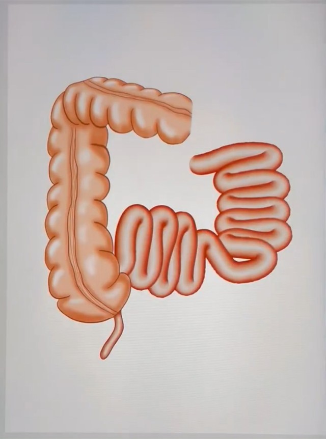 「小腸」のデジタルイラストが完成！（画像提供：だーいしさん　※動画よりキャプチャ）