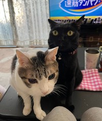 レビンくんの良き相棒になったレイアちゃん（右）