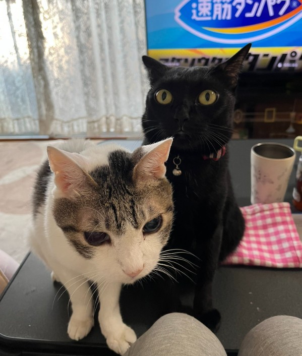 レビンくんの良き相棒になったレイアちゃん（右）