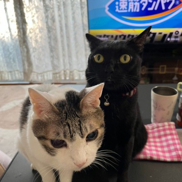 レビンくんの良き相棒になったレイアちゃん（右）