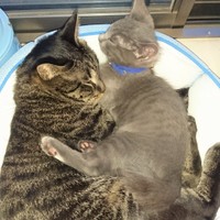 弟分のポコくんとくっついて寝るトンくん