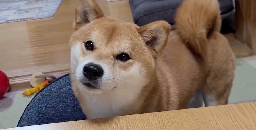 飼い主 可愛いー 柴犬 ん 可愛く首をかしげる様子に歓喜の声 ボクが可愛いのは当たり前だよ まいどなニュース 飼い主 可愛いー 柴犬 ん 可愛く首をかしげる様子に歓喜の声 ボクが可愛いのは当たり前だよ まいどなニュース