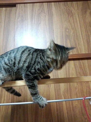 幼いころ、タオルハンガー（ハシゴ状）によじ登って遊ぶアル。思えばこのころからやってたんでした。