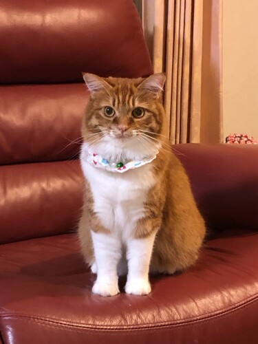 暑い夏に、近所で親とはぐれて１匹でいたところを保護したココ。猫風邪を引いて目も鼻もがびがびだったそう（泉美さん提供）