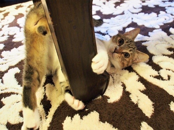 ポールダンスも得意。もうすぐタマタマがなくなるんだ