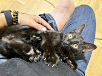 飼い主さんの膝上でゴロン！ 甘えん坊になったクロミ姫ちゃん（画像提供：安田武史さん）