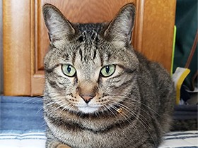 やんちゃ坊主真っ盛り　キジトラ「虎志楼さん」は元気いっぱい