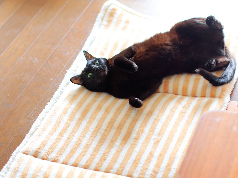 コスモ（男の子）。最年長組（6歳）の３きょうだいは、わりと友好的。