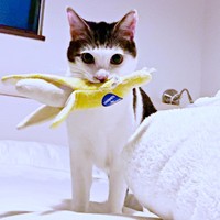 「バナナ、持って来たニャン」おもちゃのバナナをくわえたセロイくん（画像提供：パッツン前髪のセロイと弟プランスさん）