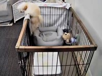 ベッドの弾力をつかってジャンプする子犬（画像提供：ふわとろ天使くん）