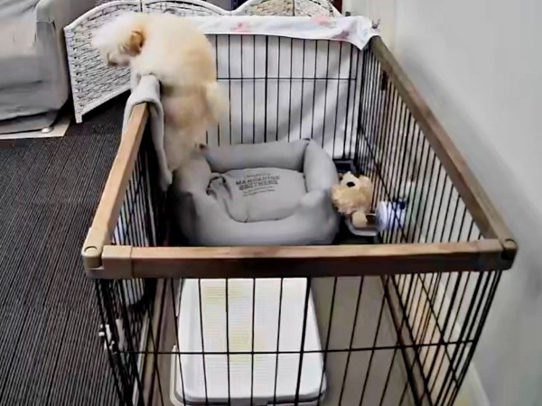 ベッドの弾力をつかってジャンプする子犬（画像提供：ふわとろ天使くん）