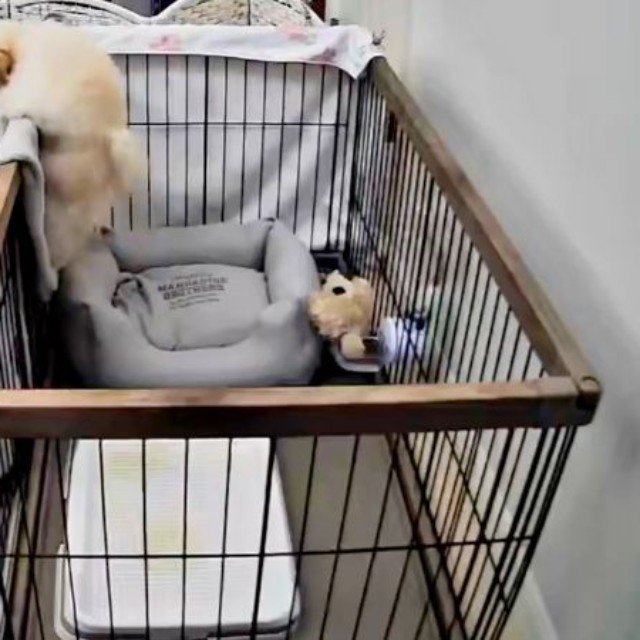 ベッドの弾力をつかってジャンプする子犬（画像提供：ふわとろ天使くん）