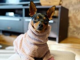 初めての家族旅行！　宿泊先の部屋でくつろぐミニチュア・ピンシャー「ヴォルフ」