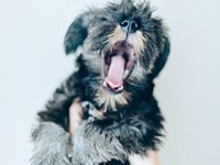 生後4カ月、子犬らしい愛らしさにあふれるセブンくん（画像提供：セブン@シュナウザーさん）