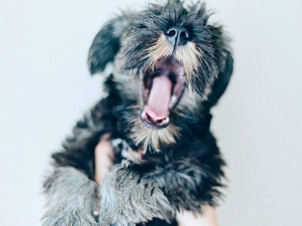 生後4カ月、子犬らしい愛らしさにあふれるセブンくん（画像提供：セブン@シュナウザーさん）