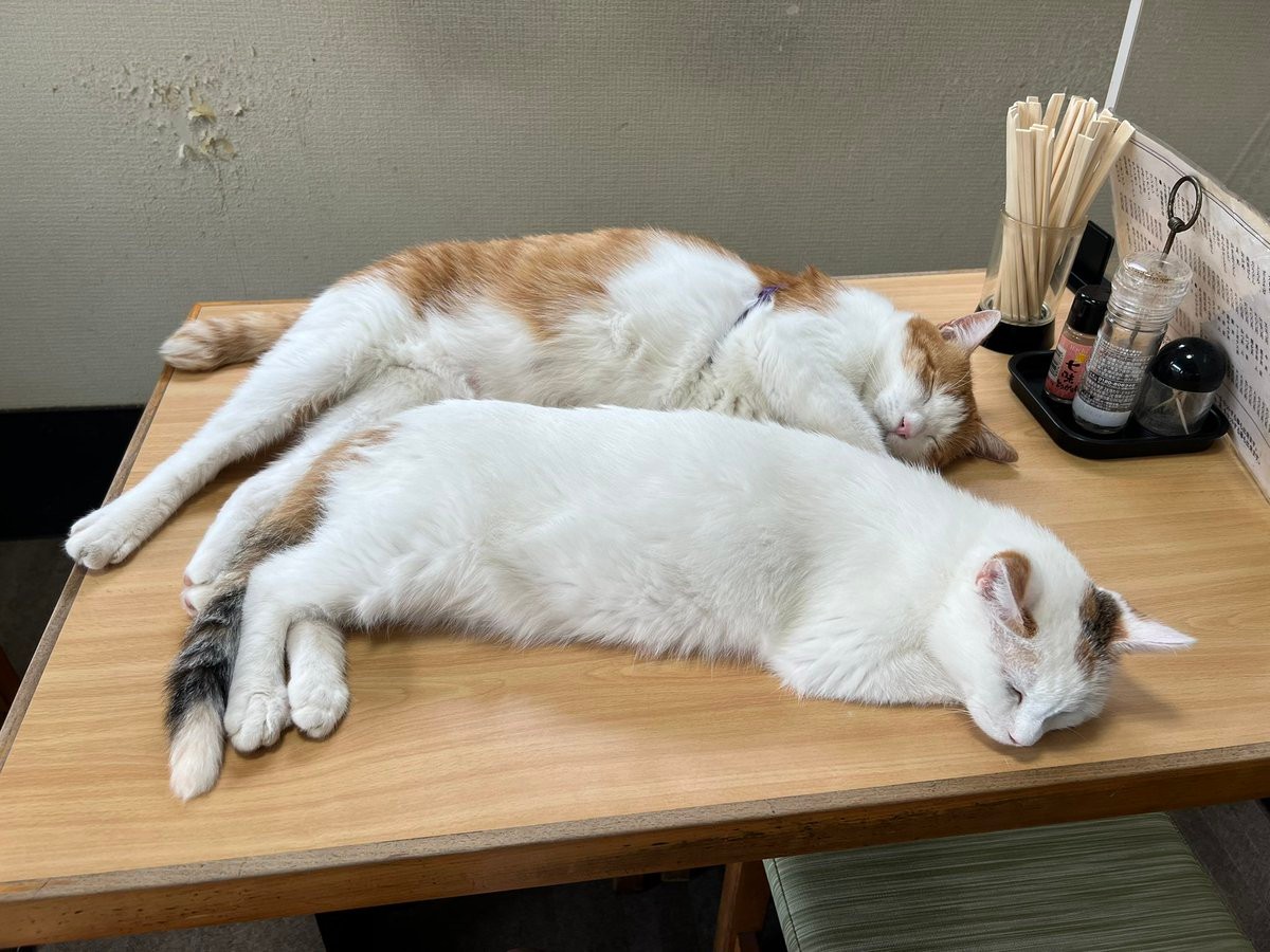 最強メニュー」そば屋のショーケース猫が話題 荒川で保護された元