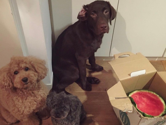 大胆なスイカどろぼう？