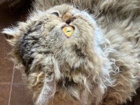 寝起きは床で涼むのが暑い日の日課　セルカークレックス「タマ」