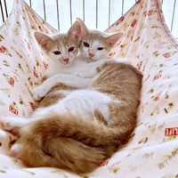 お迎え翌日、ハンモックで抱き合ってくつろぐ（左から）モカくん、レンくん（画像提供：ともさん）