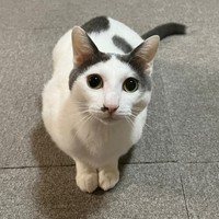 「ごはん！」アピールするトルテくん（画像提供：トルぽたさん）