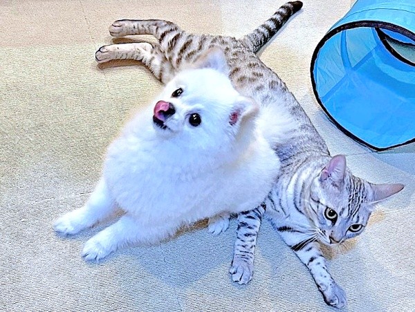 お兄ちゃん大好き！ こめたくんと仲良く寝そべるうにちゃん（画像提供：おこめ屋さん）