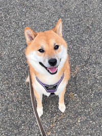 飼い主さんが目覚めるまで添い寝をしながら待っていた柴犬、ふう太くん（提供：柴犬ふう太さん）