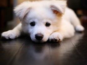 犬の写真はたくさん撮っておくべき　人に見せるためではなく、自分のために