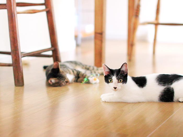 ふたりはもっと美猫になりそうだ。