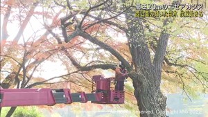 倒木の恐れがある高さ２０メートルの巨木の伐採が始まる　仙台・西公園