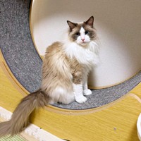 キャットホイールの上にちょこんと座るほっけくん（画像提供：ほっけ はまち ragboysさん）