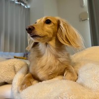 ちょっとだけ出た舌が可愛い（画像提供：ちゃちゃさん）