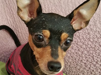 ハンターはいったい何歳？　それもまた保護犬と暮らす醍醐味