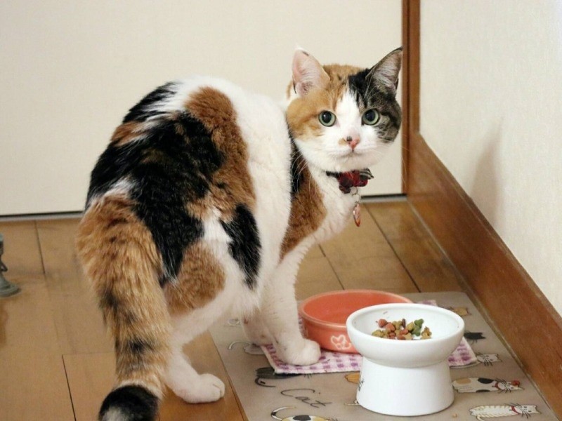 ごはんもいっぱい食べます