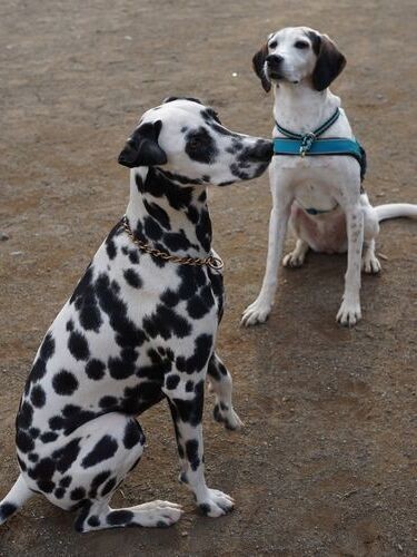 近所のイケメン、ダルメシアンのトルテと