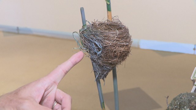 よく見るとビニールテープが巣の素材に使われている