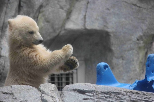 おもちゃに挑む子グマ＝男鹿水族館GAO提供